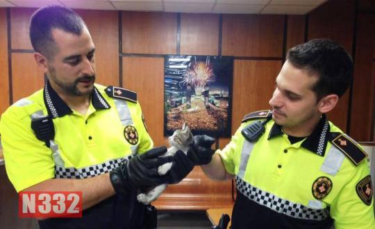 polcat2