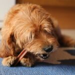 Diabetes in Dogs
