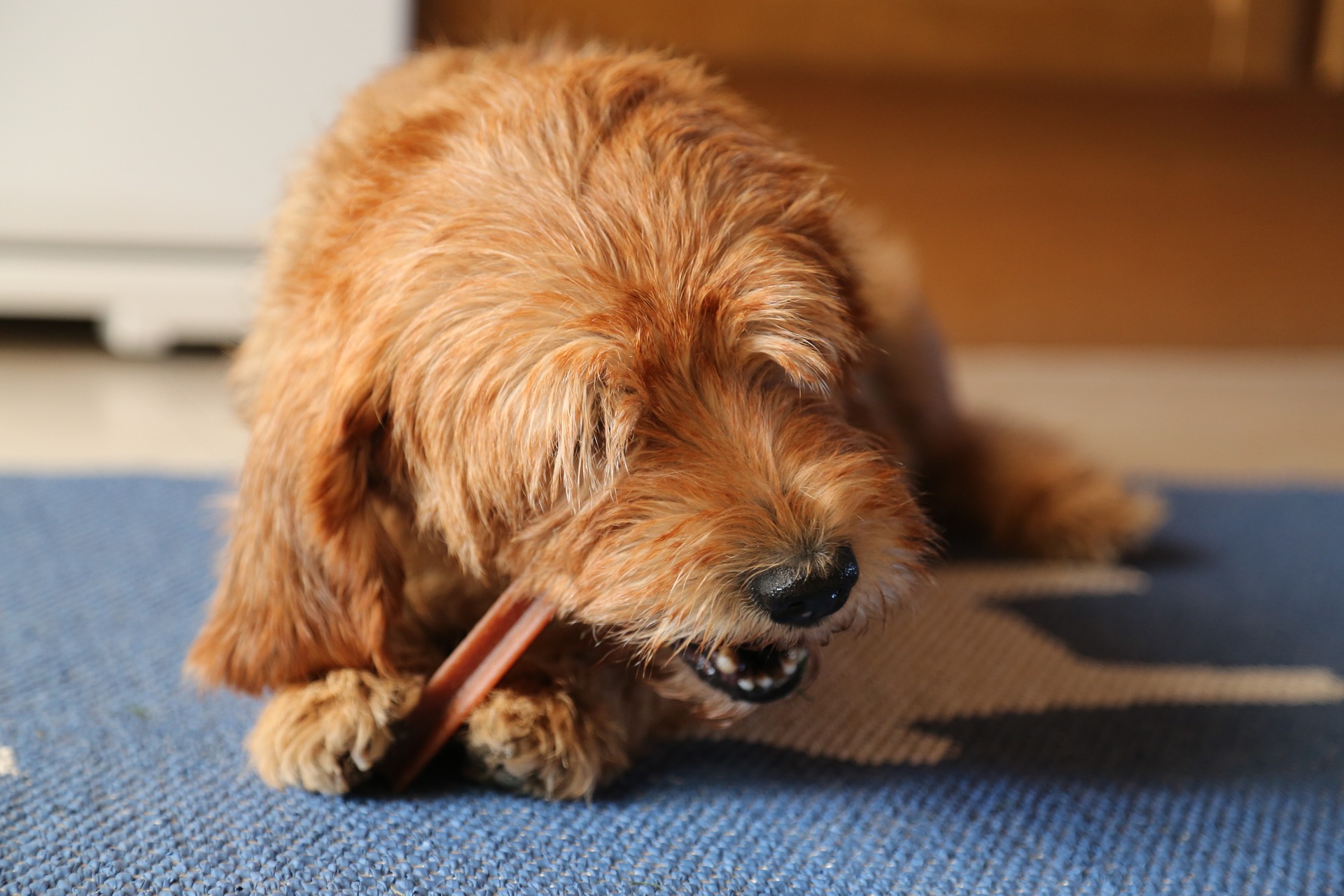 Diabetes in Dogs