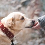 exporting pets from Spain