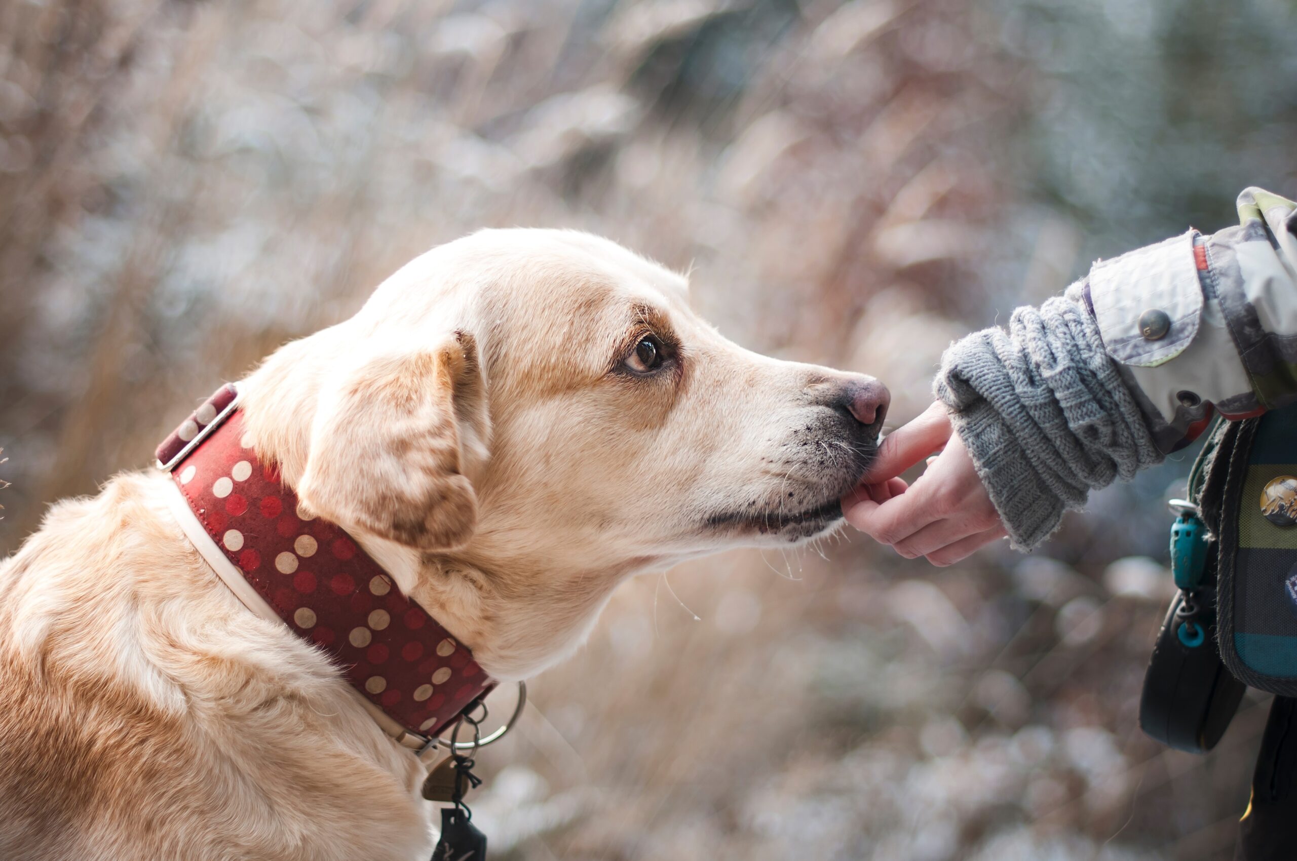 exporting pets from Spain