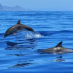 dolphin, ocean, sea