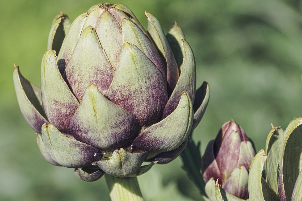 artichokes, vegetables, food