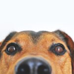 dog, view, cute