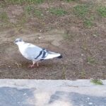 A pigeon!