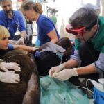 Vets treating a sea lion with respiratory problems in Valencia