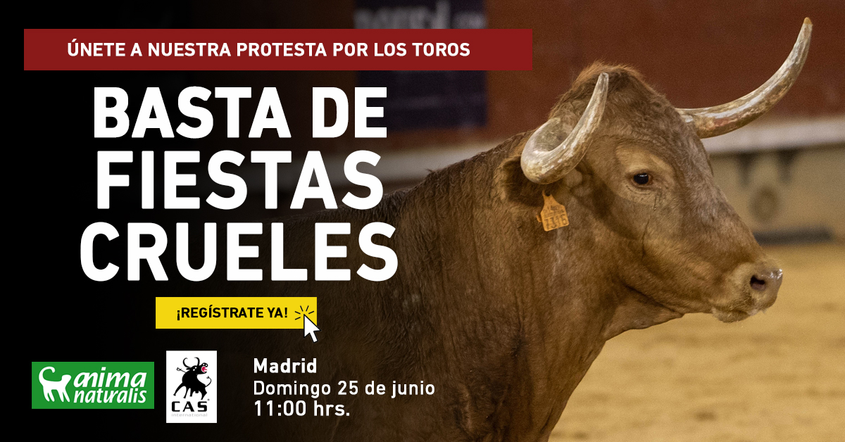 Bull fight ban protest