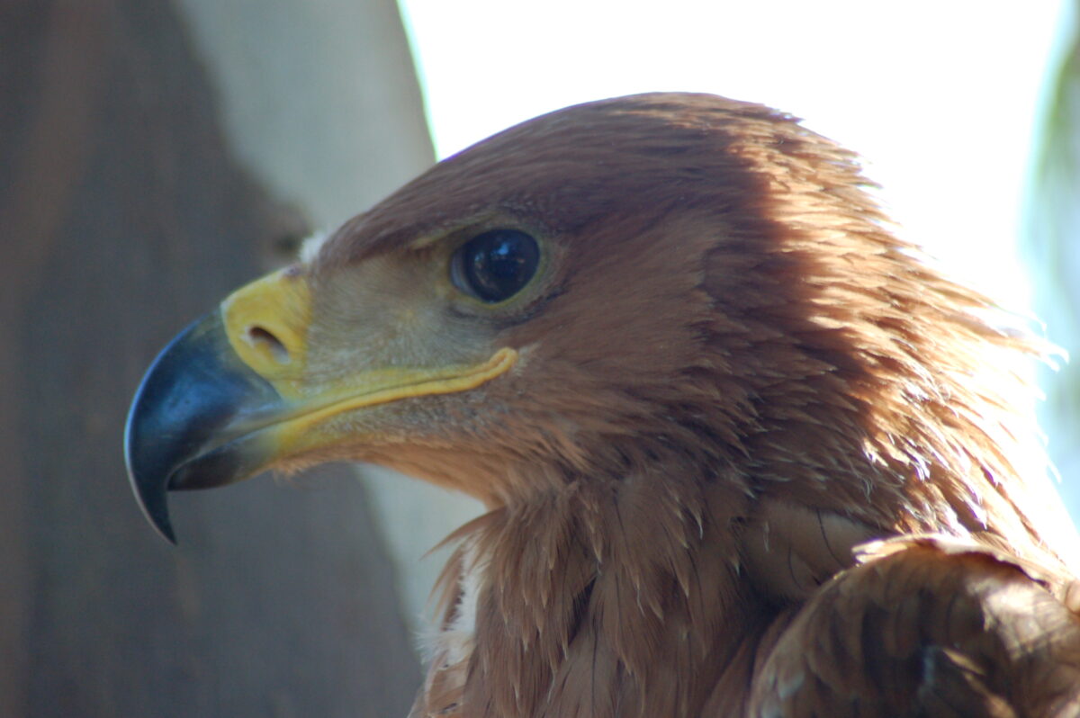 Iberian Imperial Eagle
