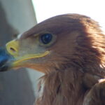 Iberian Imperial Eagle