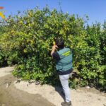 Rural crime around Torrevieja