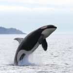 Whales in Spain