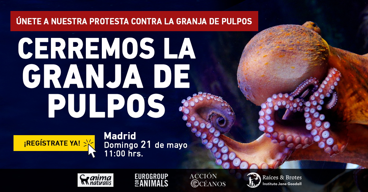 Octopus protest
