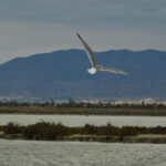 Santa Pola Salt Lakes