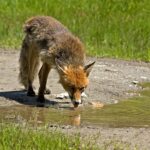 Drought on the Iberian Peninsula