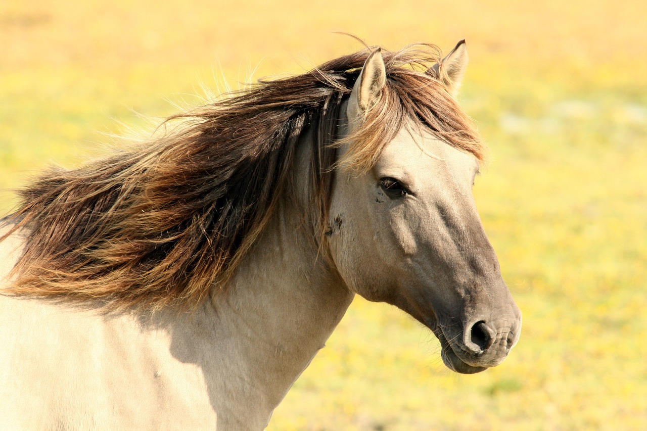 A horse, in case you wonder what one is