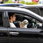Pets in Cars