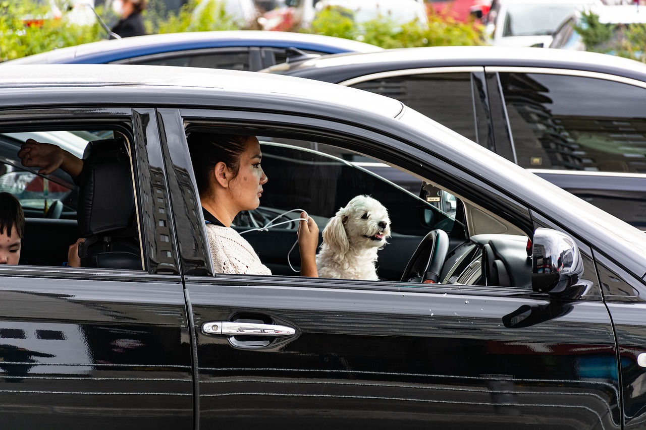 Pets in Cars