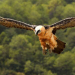 Birds in Spain