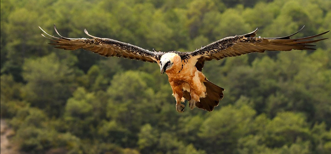 Birds in Spain