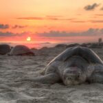 Turtles in Elche