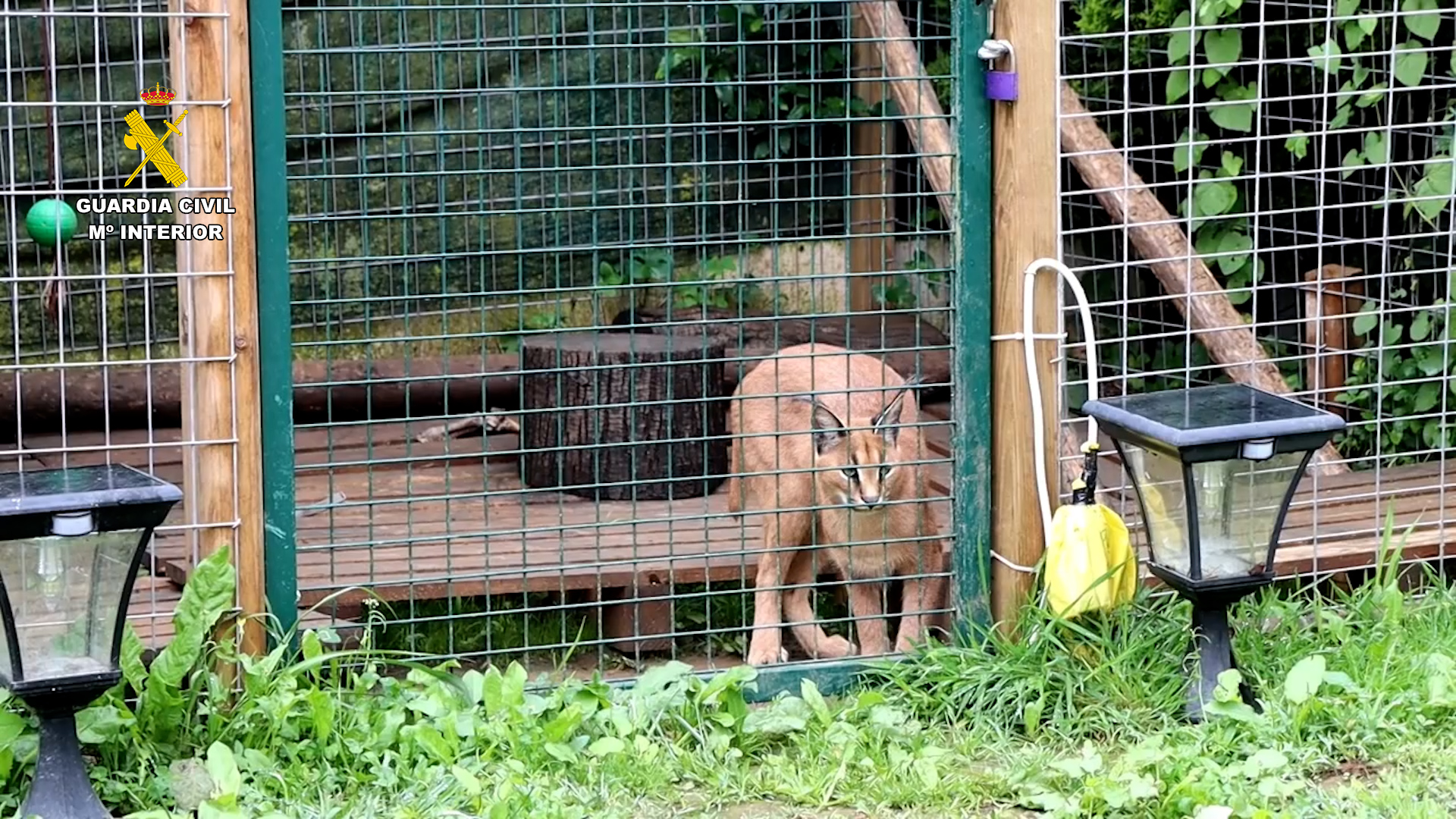 Lynx rescue