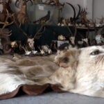 Hunting trophies!