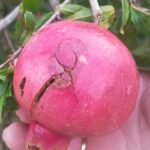 Crop damage
