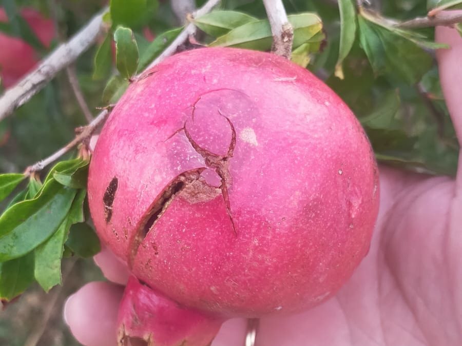 Crop damage