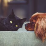 Animal Welfare Law Spain