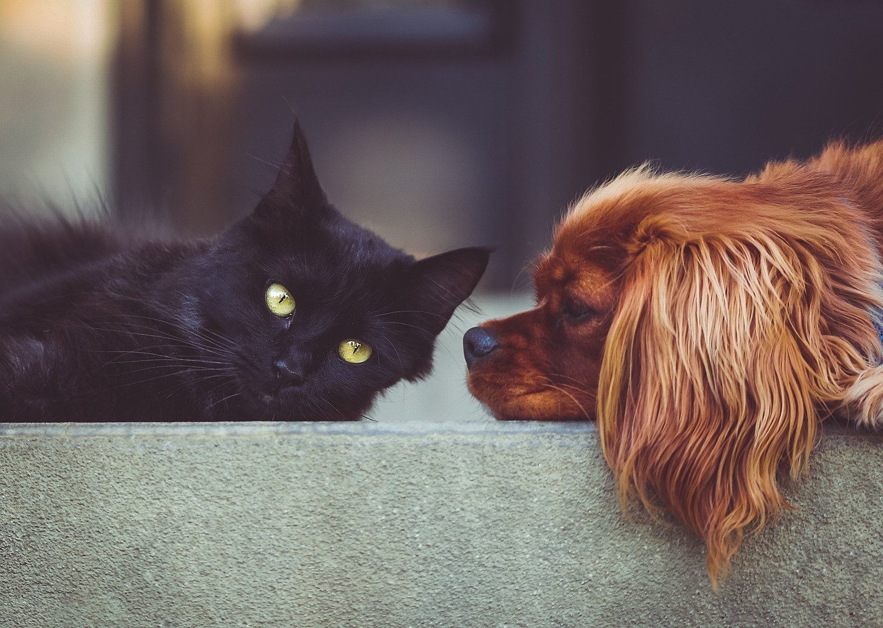 Animal Welfare Law Spain