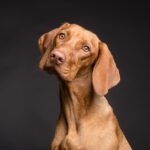 Animal Welfare Law Spain