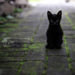 Animal Welfare Law Spain