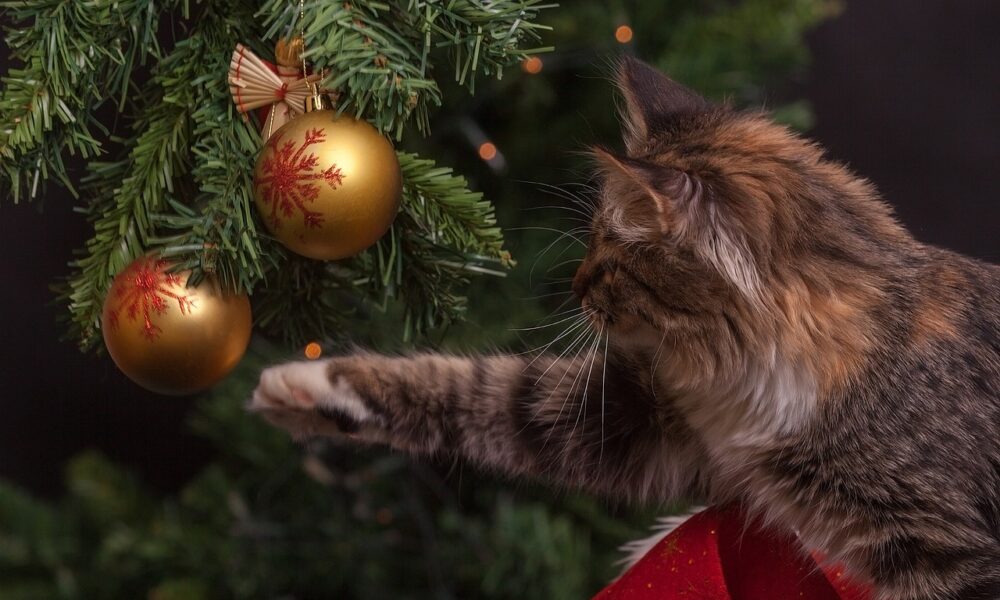 Animal Welfare Law Spain