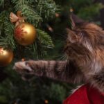 Animal Welfare Law Spain