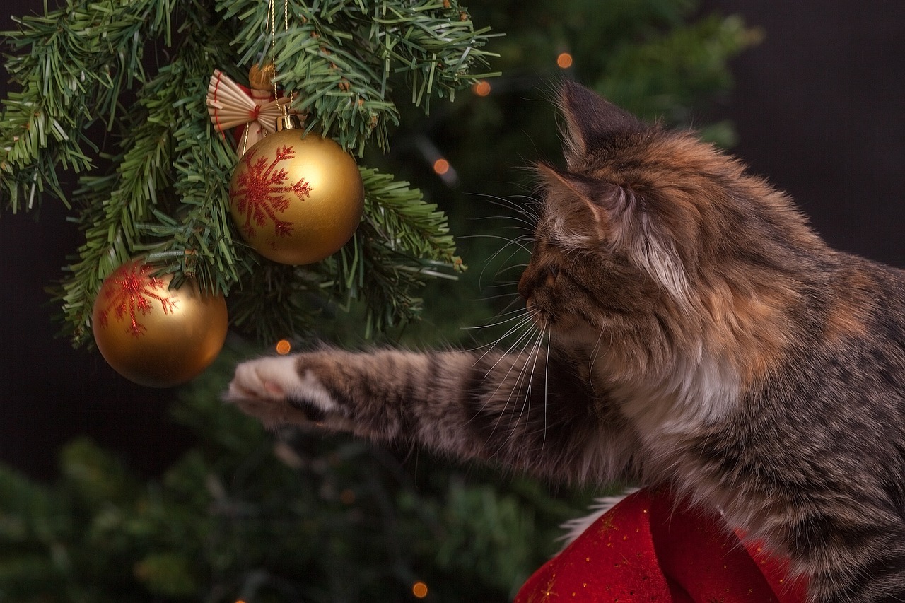 Animal Welfare Law Spain