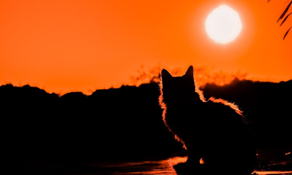Pets in Spain
