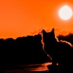 Pets in Spain