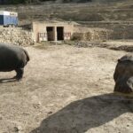 World Rhino Day