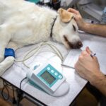 Pet insurance in Spain