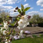 Allotments on the Costa Blanca