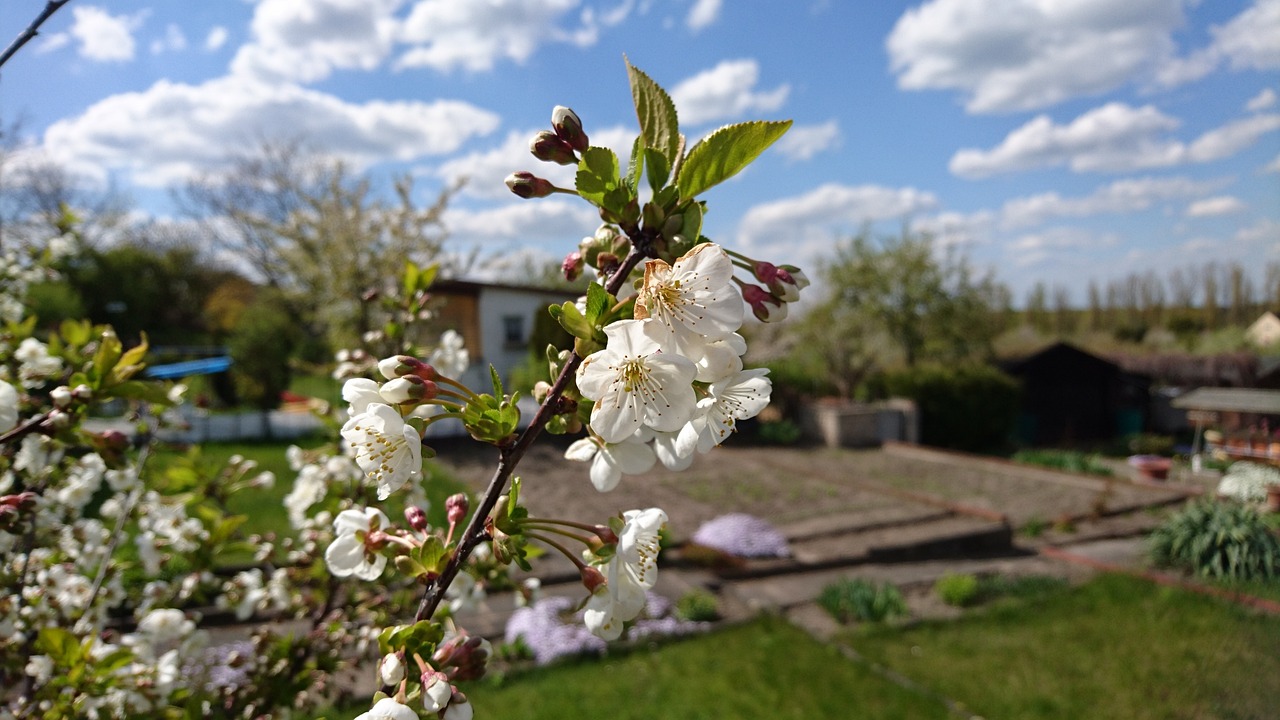 Allotments on the Costa Blanca