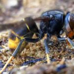 Asian hornet