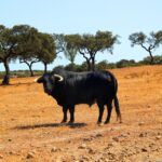 Bull