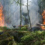 Forest fires