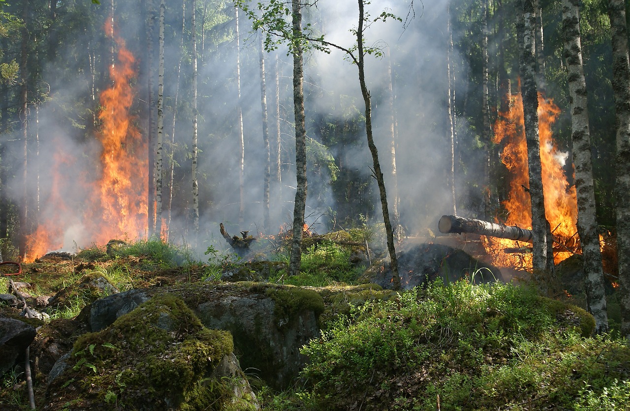 Forest fires