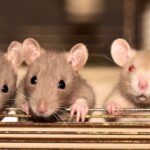 Rats