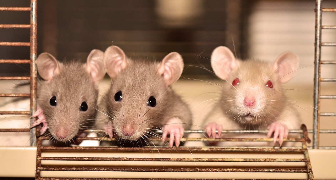 Rats