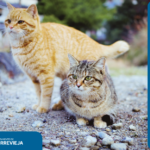Street Cats in Torrevieja