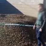 Olives seized