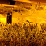 Drugs seized